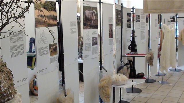 european wool display rambouillet